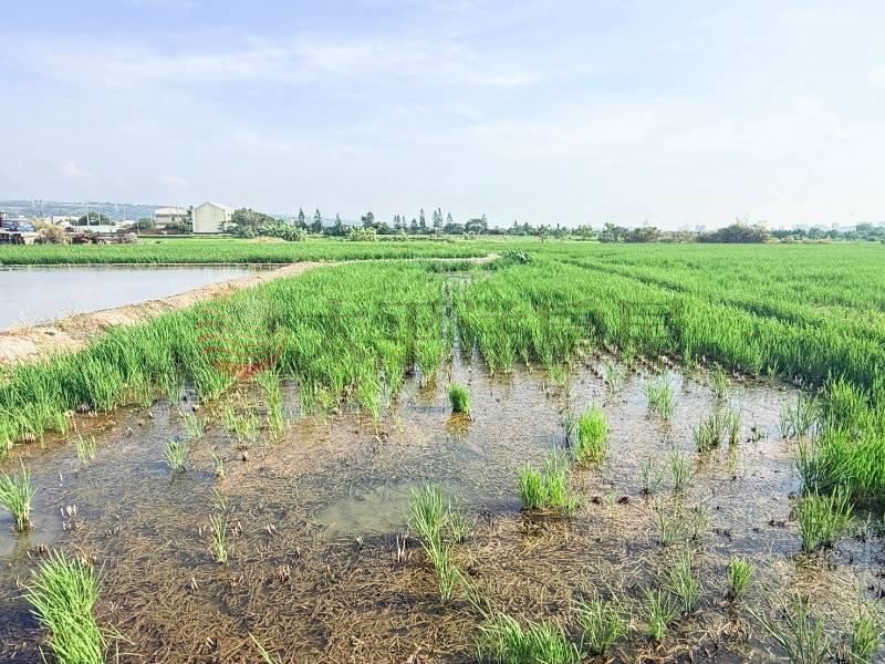 台中清水高美農地2 照片3