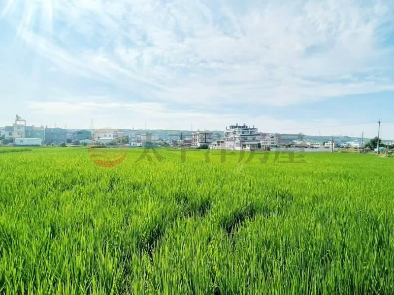三田國小旁臨路農地 照片4