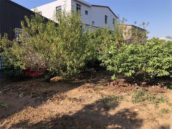 正義路10米大面寬建地 照片1