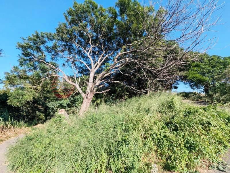 沙鹿南勢段臨路持分保護地 照片2
